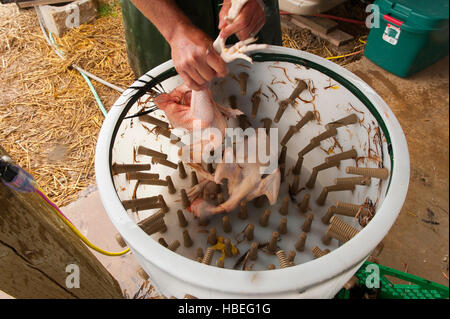 Raccolta di pollo giù il distacco. I giovani agricoltori uccidere e il vestito di polli presso la loro fattoria biologica al di fuori di Ridgefield Washington Foto Stock