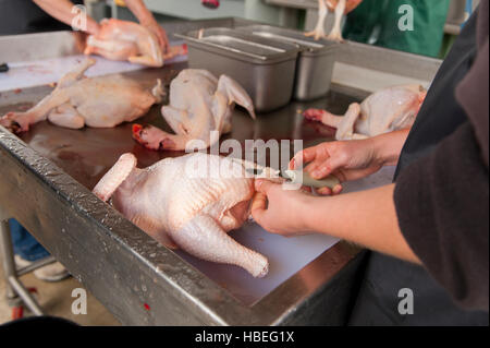 Raccolta di pollo. I giovani agricoltori uccidere e il vestito di polli presso la loro fattoria biologica al di fuori di Ridgefield, Washington. Foto Stock