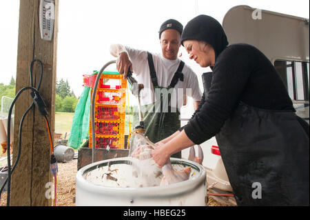 Raccolta di pollo. I giovani agricoltori uccidere e il vestito di polli presso la loro fattoria biologica al di fuori di Ridgefield, Washington. Foto Stock