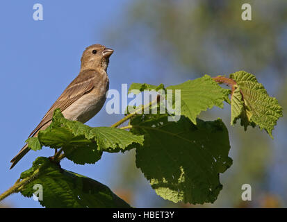 Giovane Rosefinch seduta in albero Foto Stock