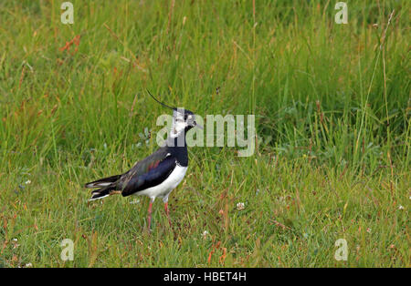 Vortici settentrionali, Pyewipe, Vanellus vanellus Foto Stock