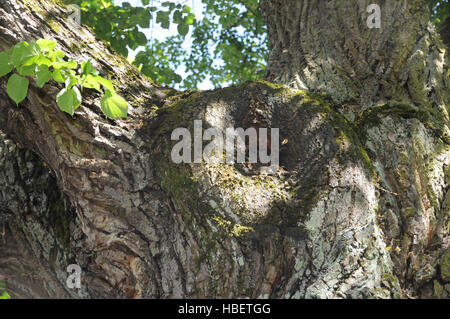 API in un albero Foto Stock