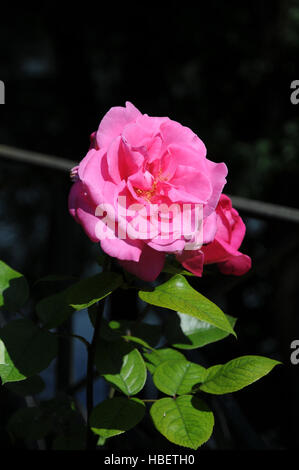 Rosa Agnes Bernauer, Hybrid-rose Foto Stock