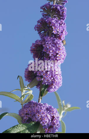 Buddleja davidii, Estate lilla Foto Stock