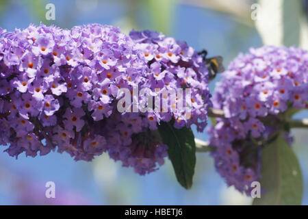Buddleja davidii, Estate lilla Foto Stock