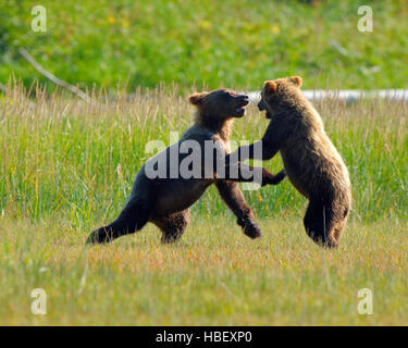 Alaskan Coastal Orso Bruno Cubs giocando, Salmone Argento Creek, il Parco Nazionale del Lago Clark, Alaska Foto Stock