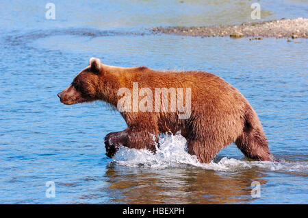 Alaskan Coastal orso bruno, pesca del salmone argento Creek, il Parco Nazionale del Lago Clark, Alaska Foto Stock