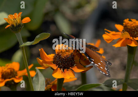 Regina, Danaus gilippus, la California del Sud Foto Stock