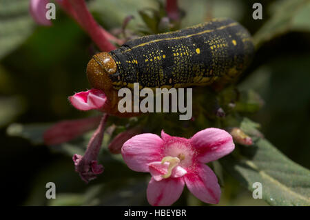 Bianco-rivestita Sphinx Caterpillar, Hummingbird Moth Caterpillar, Hyles lineata, la California del Sud Foto Stock