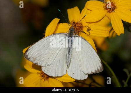 Great Southern bianco, Ascia monuste, la California del Sud Foto Stock