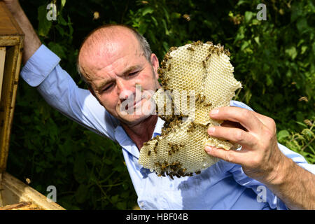 Costruzione illegale nell'alveare Foto Stock