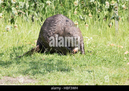 Castoro Foto Stock