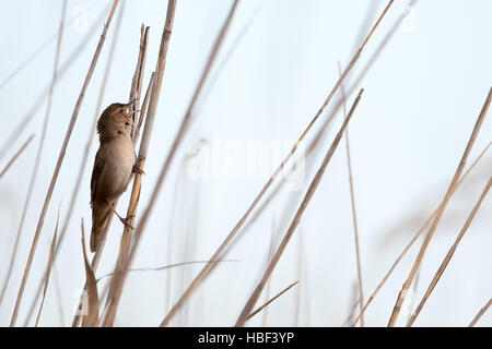 Luscinioides Locustella Foto Stock