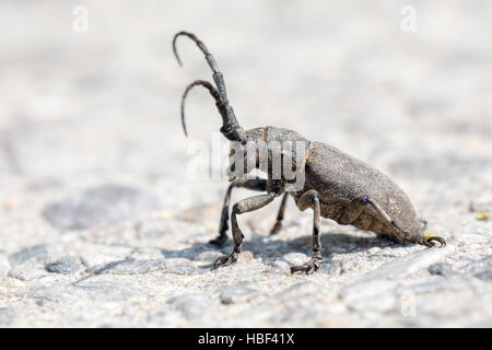 Scarabeo del Longhorn Foto Stock