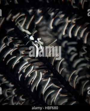 Crinoide gamberetti (Periclemenes ambionensis) sulla Coral Garden divesite, Tulamben, Bali Foto Stock