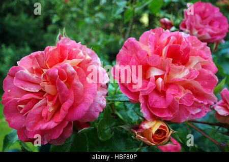 Beetrose gebrueder grimm Foto Stock