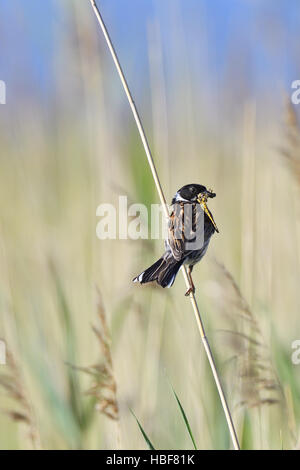 Comune di Reed Bunting Foto Stock