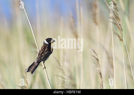 Comune di Reed Bunting Foto Stock