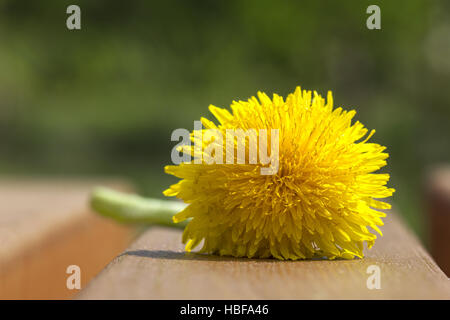 Giallo tarassaco close-up su un banco di lavoro sullo sfondo del paesaggio estivo. Foto Stock