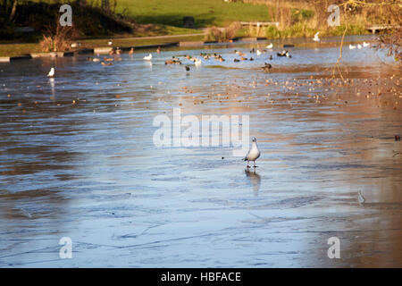 Gli uccelli camminando sul laghetto congelato stagno su un freddo inverno mattina nel Regno Unito Foto Stock