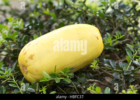 Cucumis melo var. makuwa noto anche come un melone Coreano Foto Stock