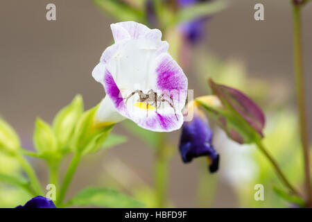 Una brown spider a riposo in un fiore di torenia, estate Foto Stock