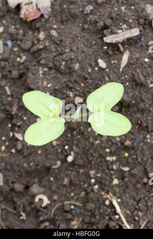 Fresca giovani cotiledone spuntano dal terreno Foto Stock