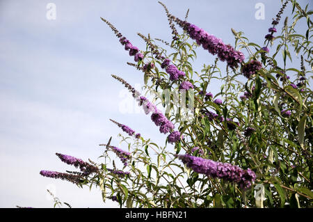 Buddleja davidii, Estate lilla Foto Stock