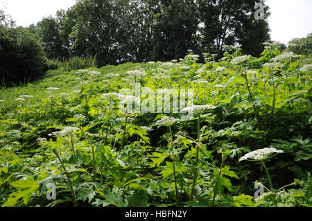 Heracleum mantegazzianum, Giant hogweed Foto Stock