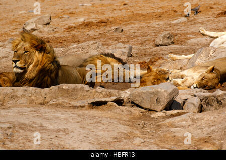 I Lions, il nostro regal predatore della savana africana. Foto Stock