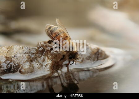 Close up di miele delle api di bere da Bagno uccelli Foto Stock