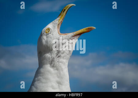 Urlando seagull Foto Stock