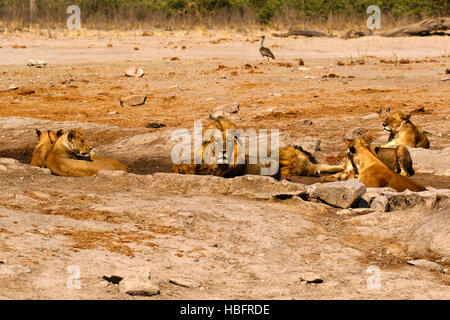 I Lions, il nostro regal predatore della savana africana. Foto Stock