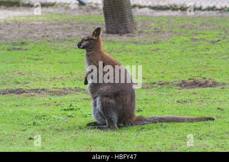 Kangaroo nel suo habitat naturale Foto Stock