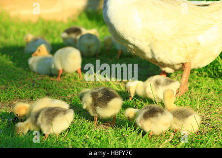 Giovani goslings con oca Foto Stock