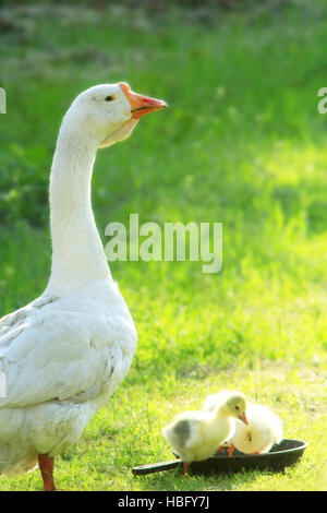 Giovani goslings con oca Foto Stock