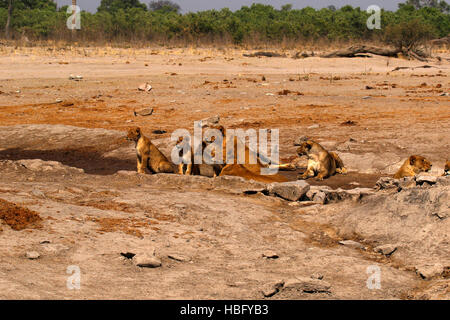 I Lions, il nostro regal predatore della savana africana. Foto Stock