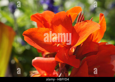 Canna indica, Canna lily Foto Stock