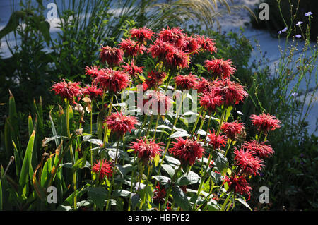 Monarda didyma, Bee balsamo Foto Stock