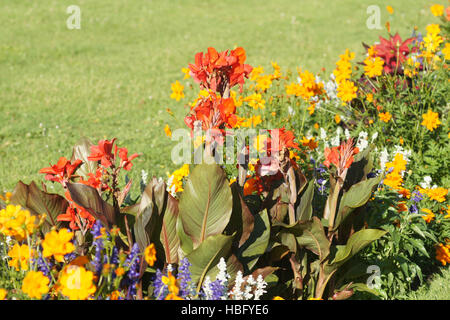 Canna indica, Canna lily Foto Stock
