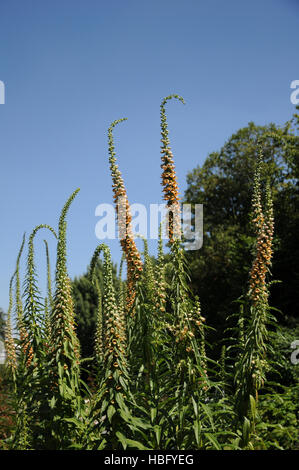 Digitalis ferruginea, Rusty foxglove Foto Stock