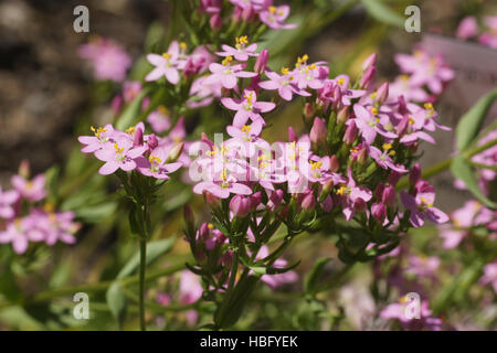 Centaurium erythraea, Centaury Foto Stock