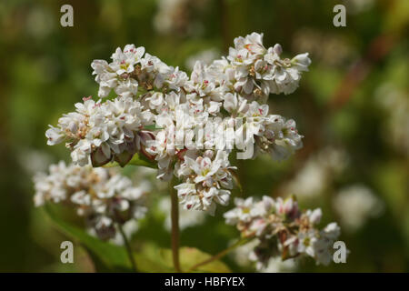 Fagopyrum esculentum, grano saraceno Foto Stock