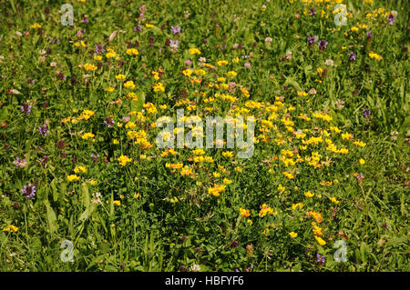 Lotus corniculatus, Uccelli di Trifoglio del piede Foto Stock