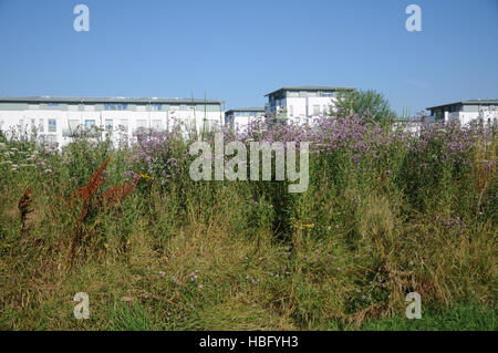 Cirsium arvense, Spear thistle Foto Stock