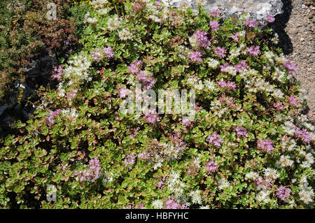 Sedum spurium, stonecrop caucasica Foto Stock