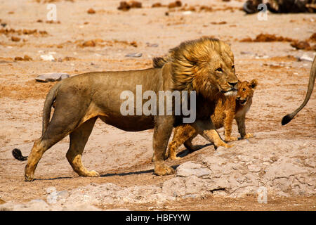 I Lions, il nostro regal predatore della savana africana. Foto Stock