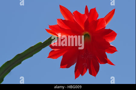 Fiore di Cactus di Pasqua - Hatiora Foto Stock