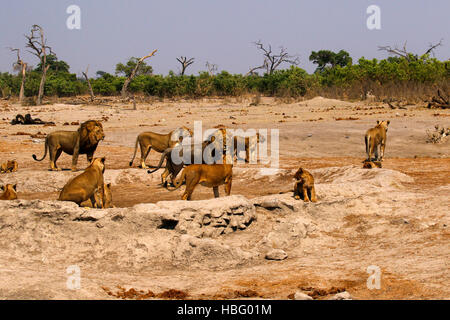 I Lions, il nostro regal predatore della savana africana. Foto Stock