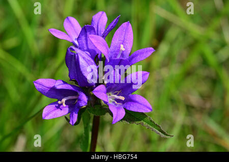 Clustered campanula, Dane di sangue Foto Stock